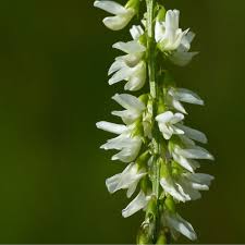 Attēlu rezultāti vaicājumam “Melilotus”