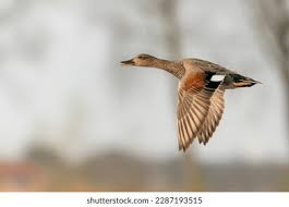 Attēlu rezultāti vaicājumam “Anas penelope”