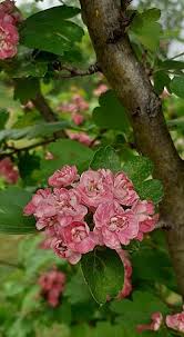 Attēlu rezultāti vaicājumam “Crataegus laevigata bud”