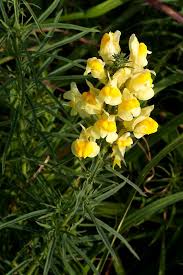 Image result for Linaria vulgaris