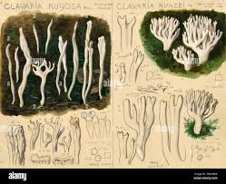 Attēlu rezultāti vaicājumam “Ramariopsis kunzei”