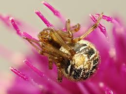 Attēlu rezultāti vaicājumam “Phylloneta sp.”