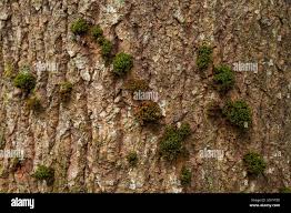 Attēlu rezultāti vaicājumam “Neckera crispa sporophyte”