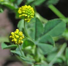 Attēlu rezultāti vaicājumam “Medicago lupulina”