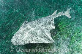 Image result for Squatina squatina