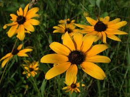 Attēlu rezultāti vaicājumam “Rudbeckia hirta var. pulcherrima flower”