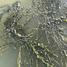 Attēlu rezultāti vaicājumam “Potamogeton perfoliatus fruit”