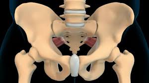 Attēlu rezultāti vaicājumam “Cribraria piriformis young”
