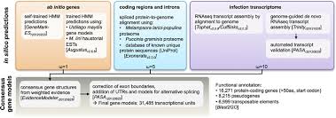 Attēlu rezultāti vaicājumam “Melampsora magnusiana”