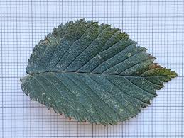 Attēlu rezultāti vaicājumam “Ulmus laevis leaf”