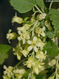 Attēlu rezultāti vaicājumam “Ribes nigrum flower”