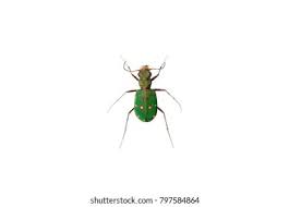 Attēlu rezultāti vaicājumam “Cicindela campestris imago”