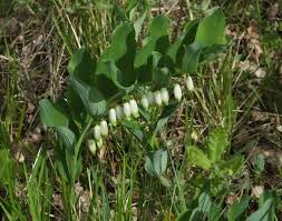 Attēlu rezultāti vaicājumam “Polygonatum multiflorum  leaf”