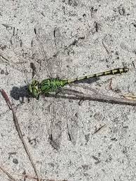 Attēlu rezultāti vaicājumam “Ophiogomphus cecilia”