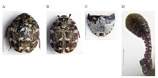 Attēlu rezultāti vaicājumam “Anthrenus sp.”