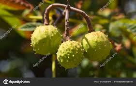 Attēlu rezultāti vaicājumam “Aesculus hippocastanum fruit”