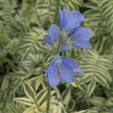 Attēlu rezultāti vaicājumam “Polemonium caeruleum leaf”