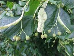 Attēlu rezultāti vaicājumam “Tilia x vulgaris”