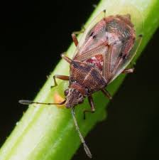 Attēlu rezultāti vaicājumam “Kleidocerys resedae”