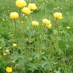 Attēlu rezultāti vaicājumam “Trollius europaeus fruit”