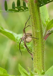 Attēlu rezultāti vaicājumam “Pisaura mirabilis cocoon”