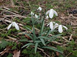 Attēlu rezultāti vaicājumam “Galanthus nivalis leaf”
