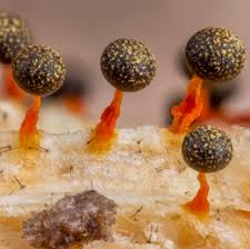 Attēlu rezultāti vaicājumam “Craterium minutum stalked”