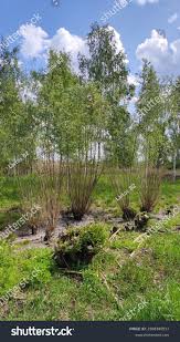 Attēlu rezultāti vaicājumam “Salix triandra fruit”