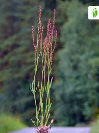Attēlu rezultāti vaicājumam “Rumex acetosa flower”
