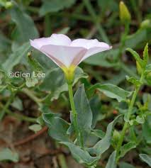 Attēlu rezultāti vaicājumam “Convolvulus arvensis flower”