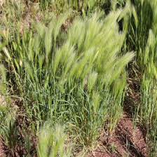 Attēlu rezultāti vaicājumam “Hordeum jubatum”