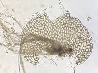 Attēlu rezultāti vaicājumam “Calypogeia integristipula”