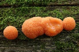 Attēlu rezultāti vaicājumam “Tubifera ferruginosa (subsp. ferruginosa) sessile”