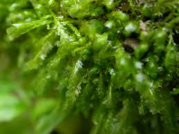 Attēlu rezultāti vaicājumam “Homalia trichomanoides”