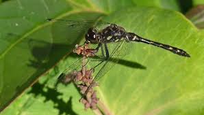 Attēlu rezultāti vaicājumam “Sympetrum danae”