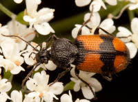 Attēlu rezultāti vaicājumam “Panagaeus cruxmajor”