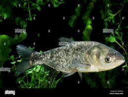 Image result for Hypophthalmichthys molitrix