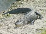 http://www.floridanature.org/photos/Alligator_mississippiensis,_Homestead,_20020508.jpg