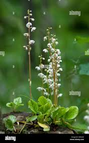 Attēlu rezultāti vaicājumam “Pyrola rotundifolia flower”
