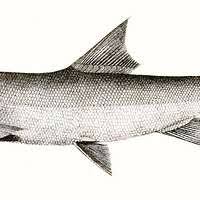 Image result for Elops saurus