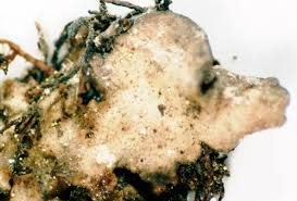 Attēlu rezultāti vaicājumam “Dermatocarpon luridum”