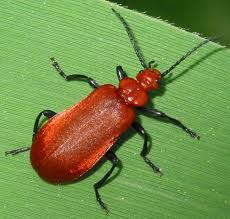 Attēlu rezultāti vaicājumam “Pyrochroidae”