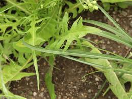 Attēlu rezultāti vaicājumam “Tragopogon pratensis subsp. pratensis leaf”