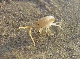 Attēlu rezultāti vaicājumam “Talitrus saltator”