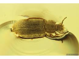 Attēlu rezultāti vaicājumam “Zopheridae”