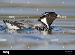 Image result for Synthliboramphus antiquus