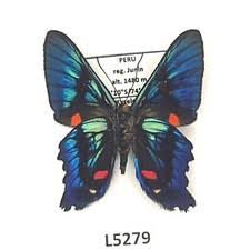 Attēlu rezultāti vaicājumam “Riodinidae”