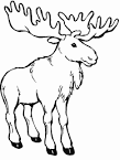 Moose coloring page