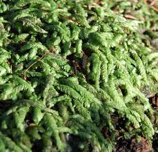 Attēlu rezultāti vaicājumam “Plagiothecium undulatum”