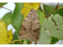 Attēlu rezultāti vaicājumam “Agrochola litura”